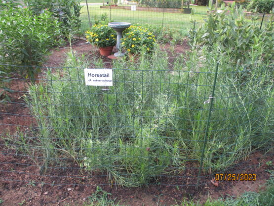 Mature Horsetail Milkweed Plants