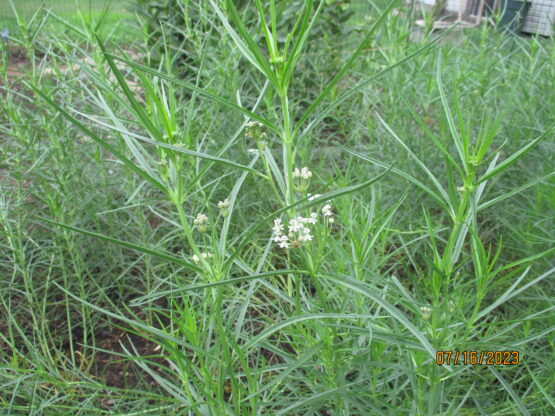 White Horsetail blooms