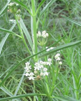 Close up of Horsetail Milkweed Blooms
