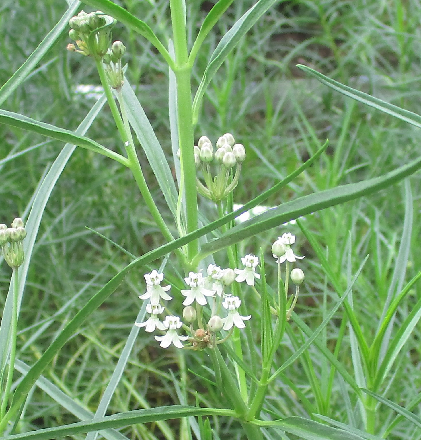 Close up of Horsetail Milkweed Blooms