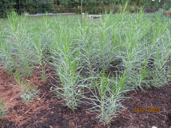 Young Horsetail plants