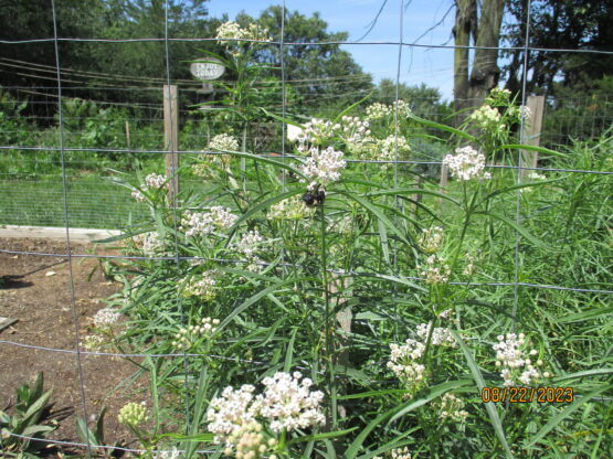 Narrowleaf patch in bloom