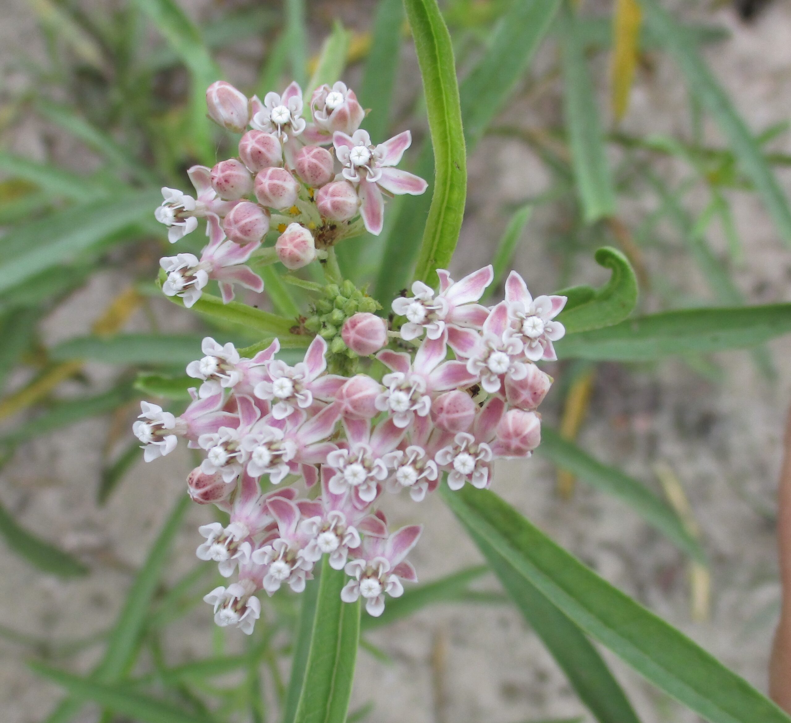 Narrowleaf, Mexican Whorled Milkweed Bloom