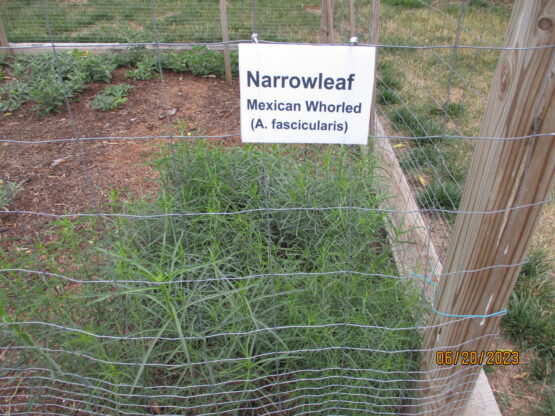Young narrowleaf plants