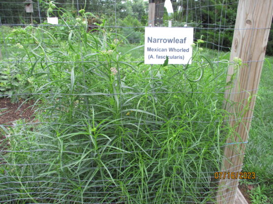 Mature Narrowleaf patch getting ready to bloom