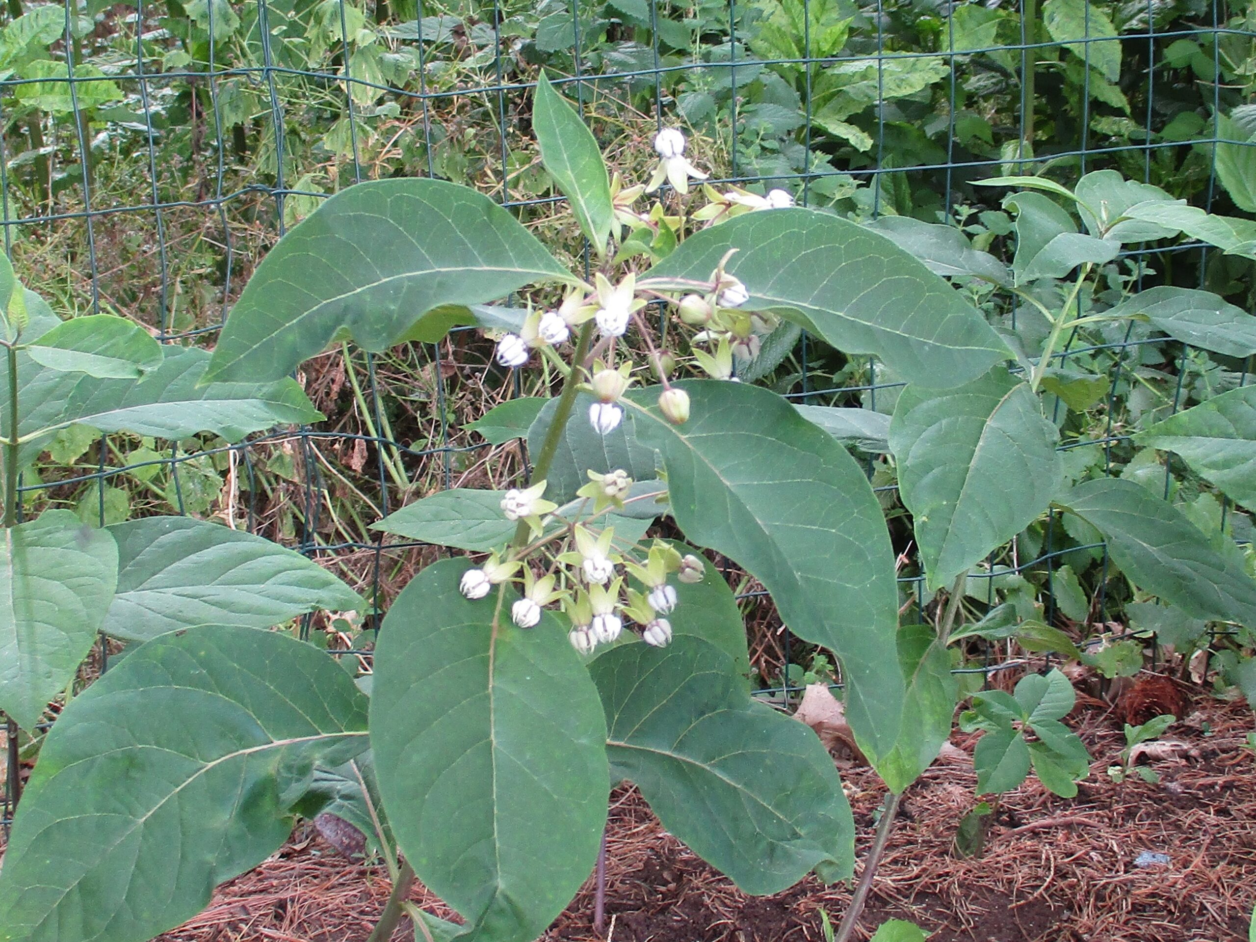 Poke Milkweed Blooms