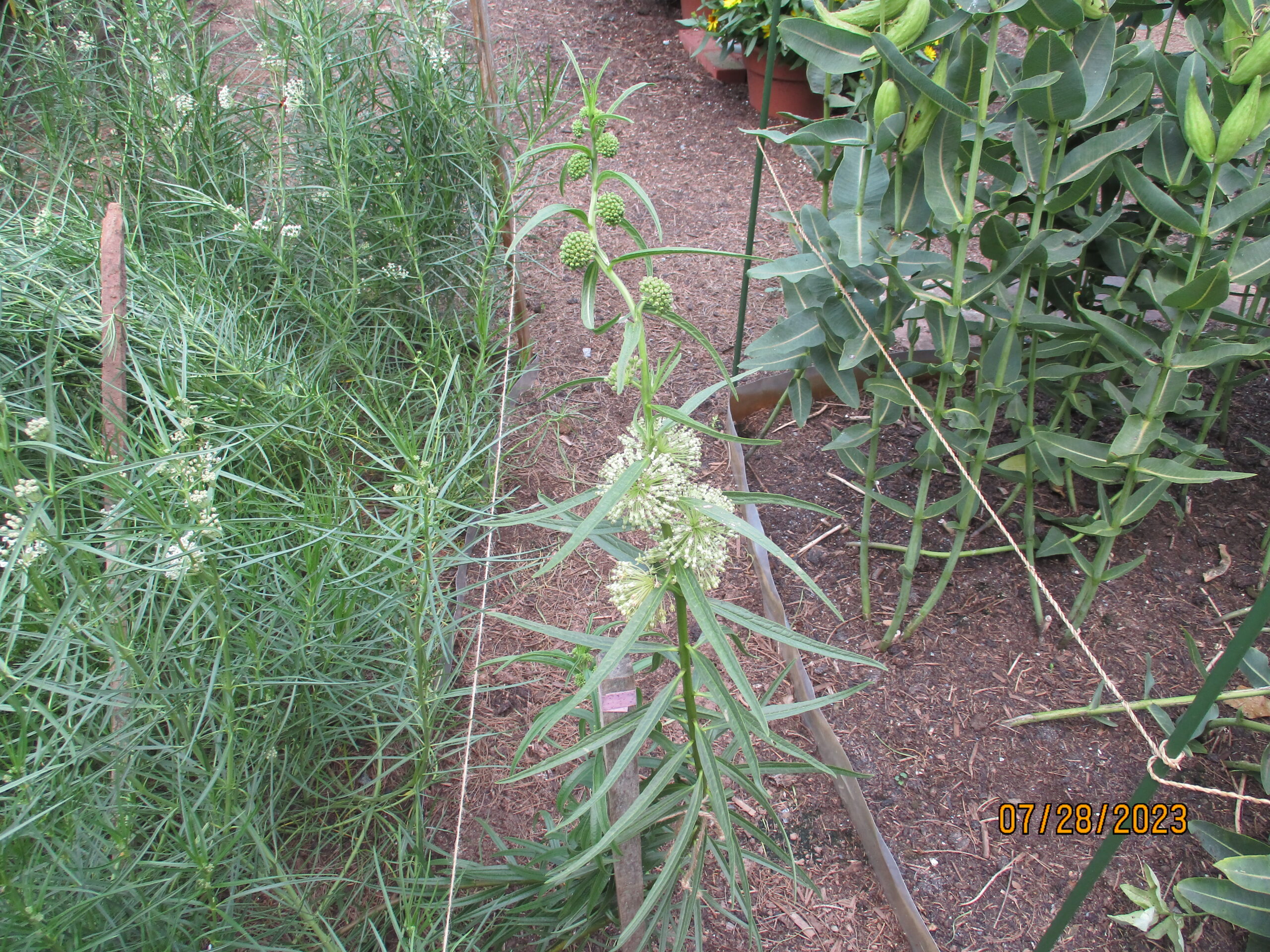 On Left-Horsetail. Center-Tall Green. On Right-Prairie Milkweed