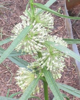 Tall Green Milkweed Blooms