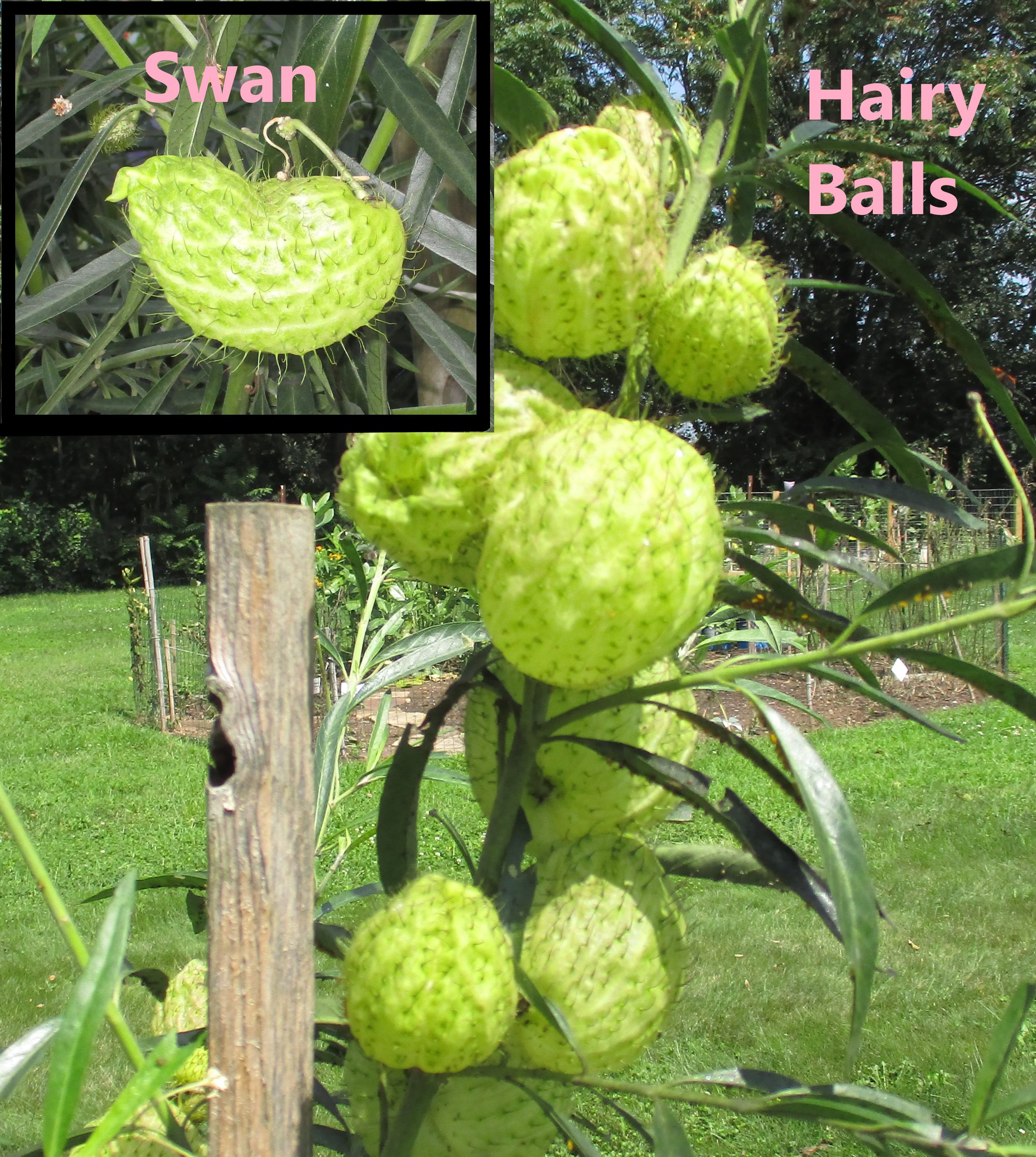 Hairy Balls and Swan Milkweed pods