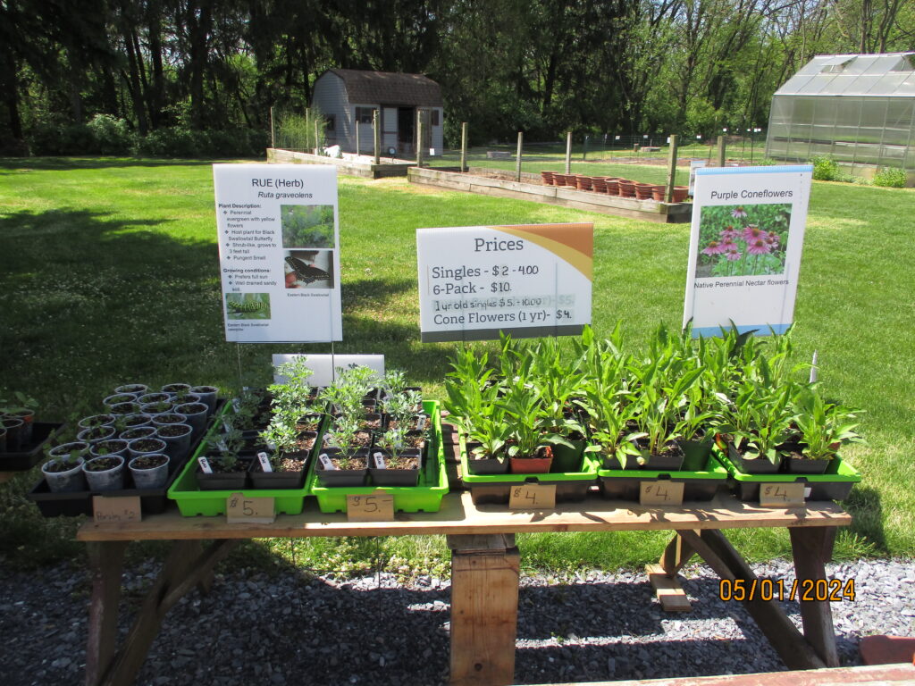 Coneflowers and new host plants for our Eastern Black Swallowtail butterflies