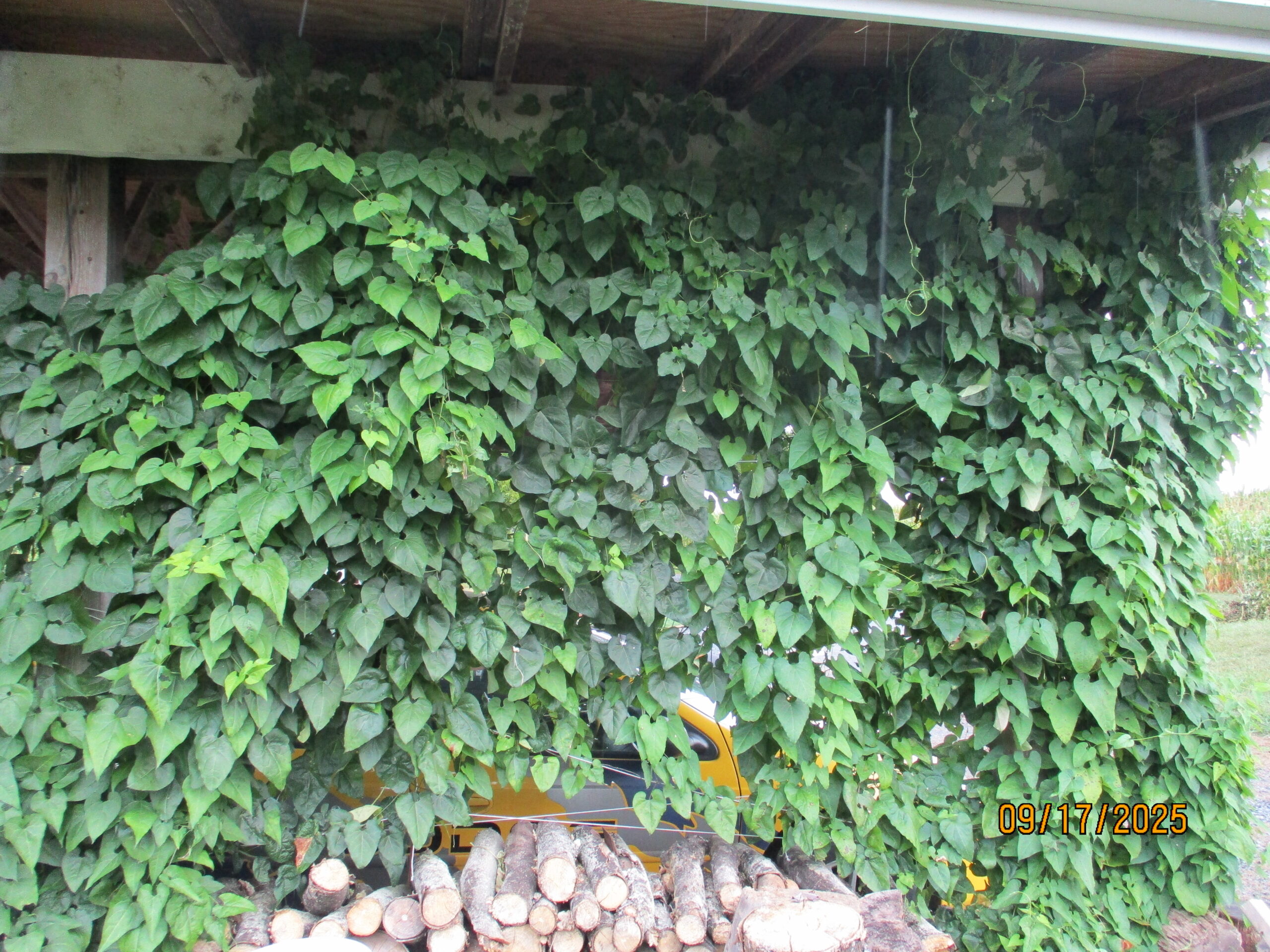 Honeyvine Milkweed creating carport shade