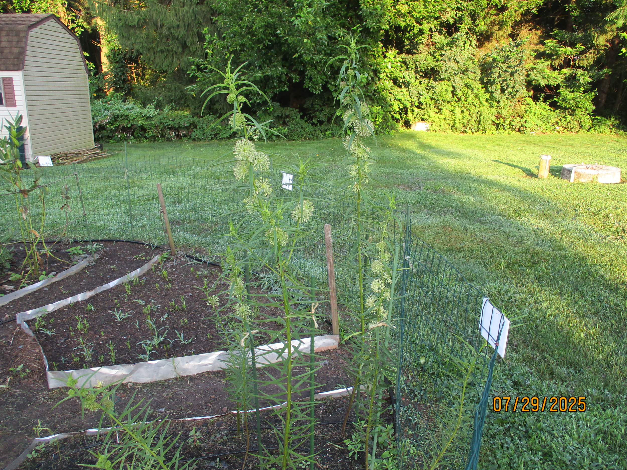 Tall Green Milkweed Plants in Bloom