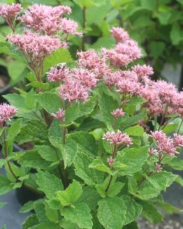 Baby Joe Pye in Bloom
