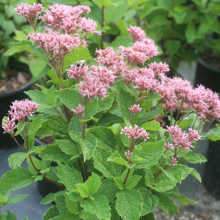 Baby Joe Pye in Bloom