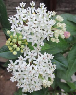 Texas Milkweed Blooms