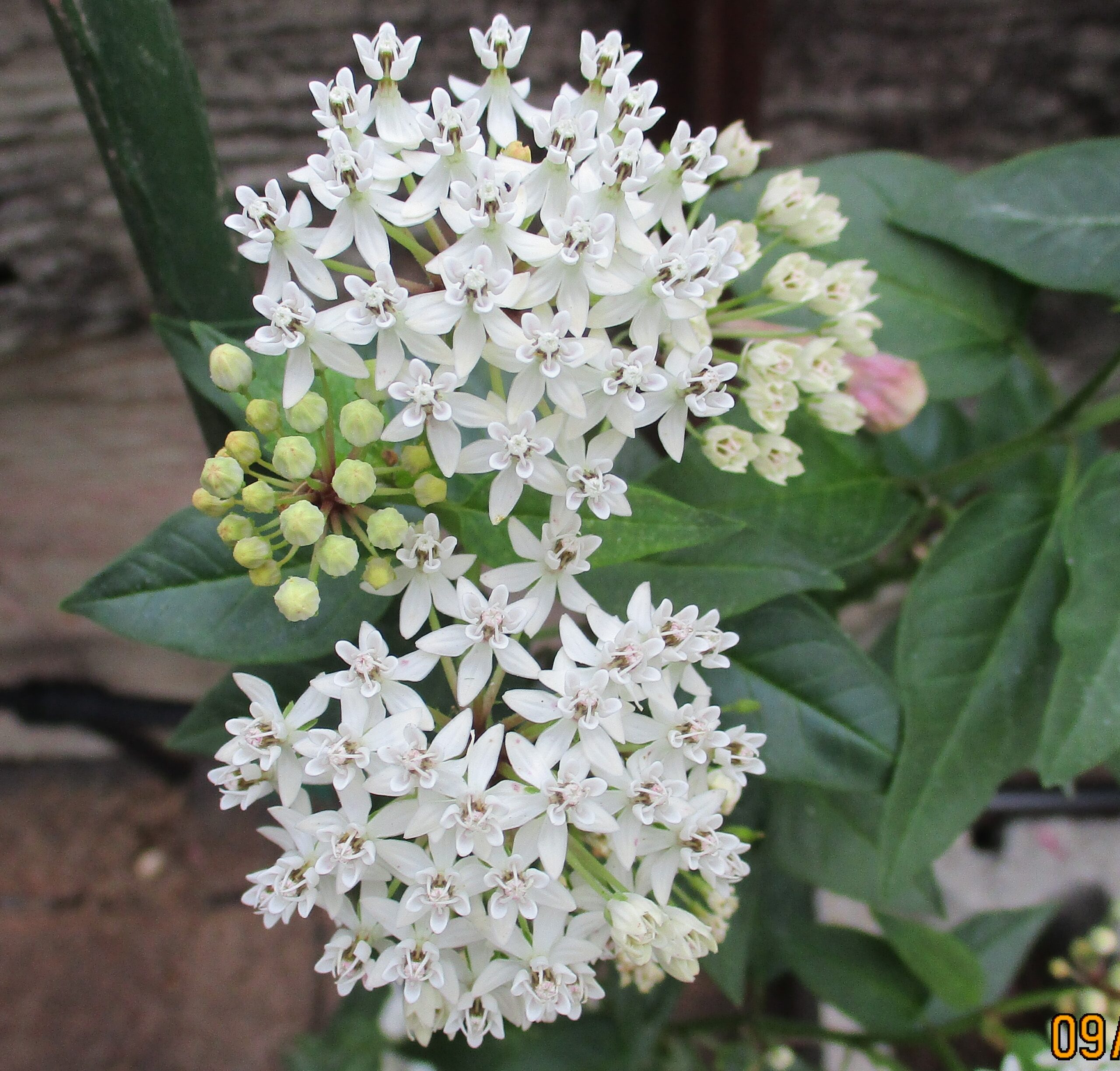 Texas Milkweed Blooms