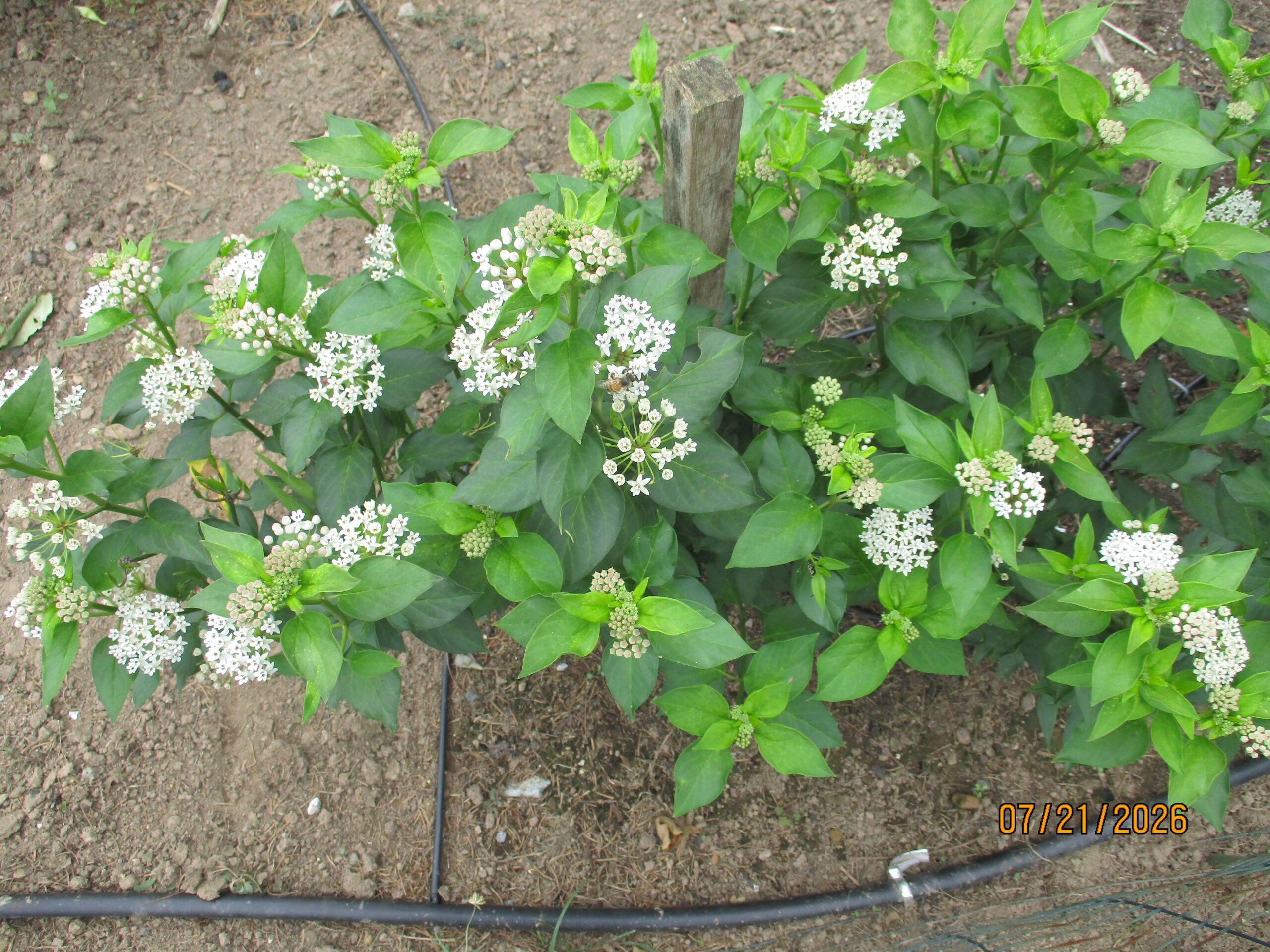 Texas Milkweed - A. texana