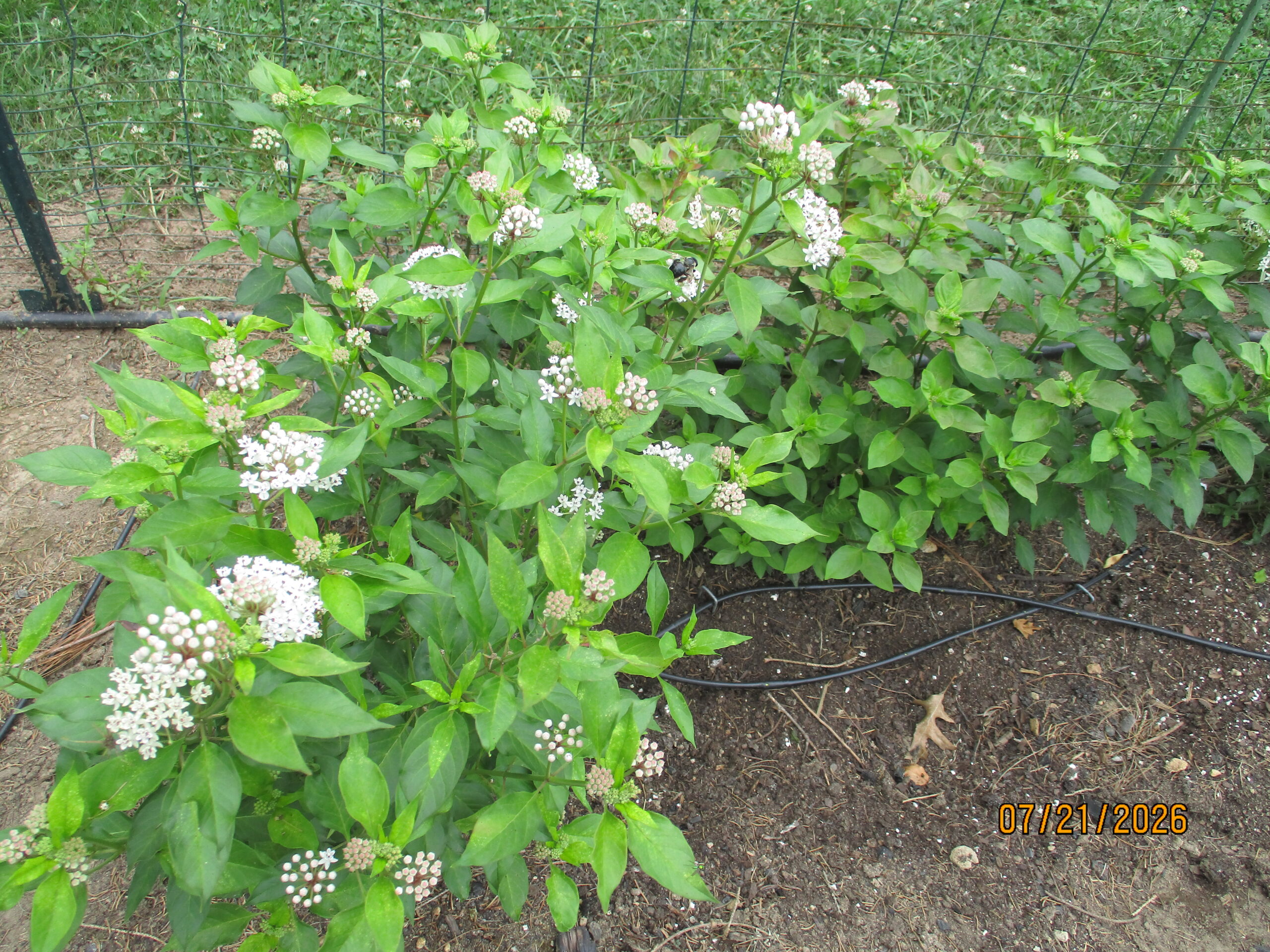 Texas Milkweed Patch