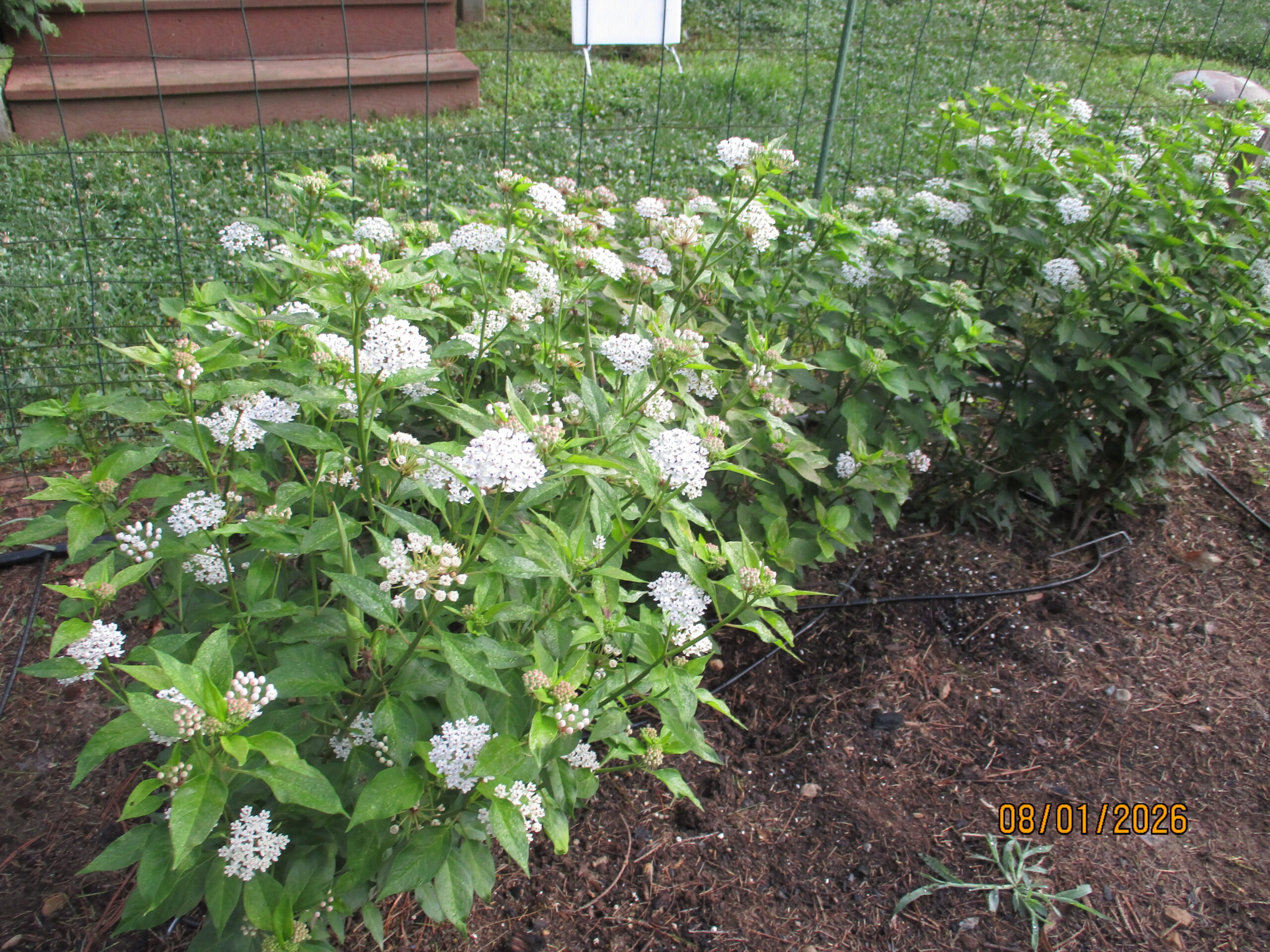 Texas Milkweed